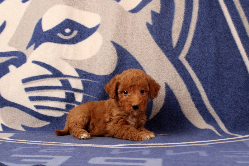 puppy, for, sale, Mini Goldendoodle F2B, Matthew B. Stoltzfus, dog, breeder, Gap, PA, dog-breeder, puppy-for-sale, forsale, nearby, find, puppyfind, locator, puppylocator, aca